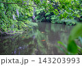 水面に映る藤の花と泳ぐ鯉（妙青寺の寺堤） 143203993