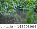 水面に映る藤の花と泳ぐ鯉（妙青寺の寺堤） 143203994