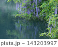静かな池のほとりの藤の花（八ケ尻溜池の大藤） 143203997