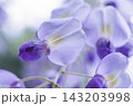 下から眺める藤の花のアップ 143203998