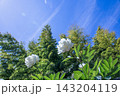 初夏の風に流れる雲と竹林となびく白い芍薬の花（白野江植物公園） 143204119
