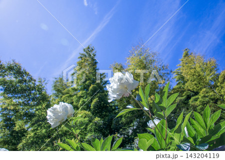 初夏の風に流れる雲と竹林となびく白い芍薬の花(白野江植物公園) 初夏の風に流れる雲と竹林となびく白い芍薬の花(白野江植物公園) 143204119