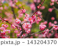 [大阪城]豊臣秀吉とゆかりの深い大阪のシンボル的なお城！梅の花 143204370