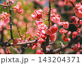 [大阪城]豊臣秀吉とゆかりの深い大阪のシンボル的なお城！梅の花 143204371