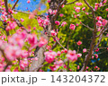 [大阪城]豊臣秀吉とゆかりの深い大阪のシンボル的なお城！梅の花 143204372