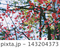 [大阪城]豊臣秀吉とゆかりの深い大阪のシンボル的なお城！梅の花 143204373