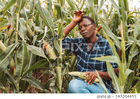 African american female farmer inspecting corn crop in field 143204455
