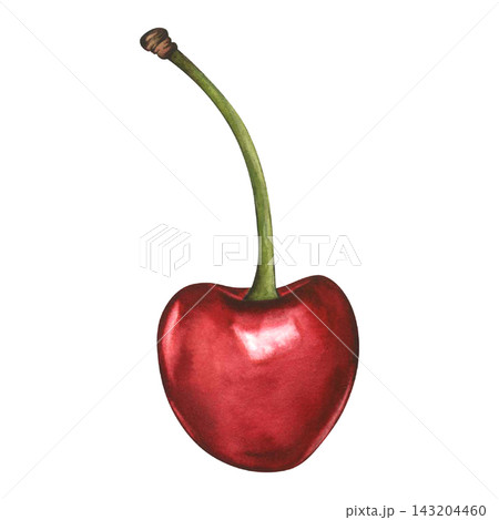 Cherry is isolated. Hand drawn watercolor illustration of cherries on the white background. Red ripe berries for product labels, wrappers, or menu design. Individual cherries or packaging designs 143204460