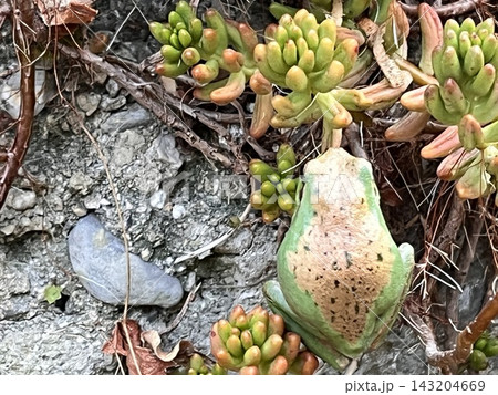 植物に紛れて身を隠すカエル 143204669