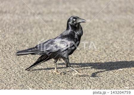 An Australian Raven walking on a concrete footpath in a carpark 143204759