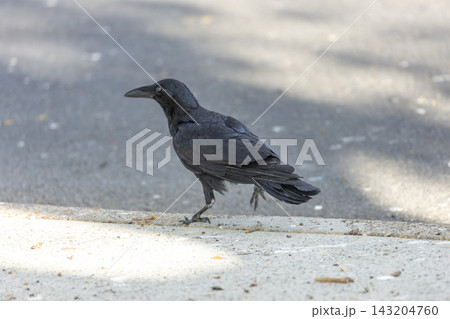 An Australian Raven walking on a concrete footpath in a carpark 143204760