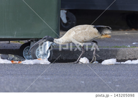 An Australian White Ibis bird foraging for food in Penrith 143205098