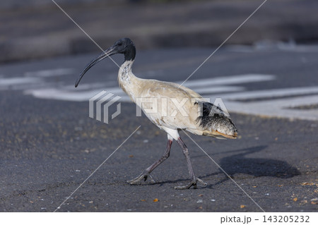 An Australian White Ibis bird walking on a footpath in Penrith 143205232