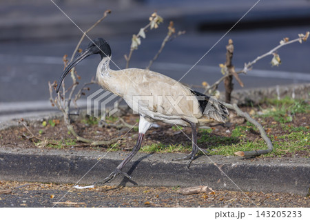 An Australian White Ibis bird walking on a footpath in Penrith 143205233