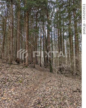 Serene Winter Forest with Bare Trees and Leaf-Covered Ground in Pennsylvania. Serene Winter Forest with Bare Trees and Leaf-Covered Ground in Pennsylvania. 143205811