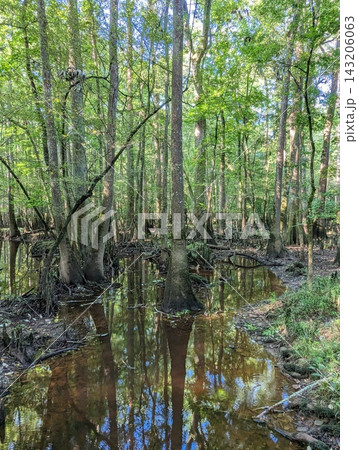 Swamp Landscape in Congaree National Park with Tall Trees and Reflective Water. Swamp Landscape in Congaree National Park with Tall Trees and Reflective Water. 143206063