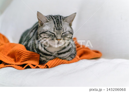 飼い主の服の上がお気に入りの猫 飼い主の服の上がお気に入りの猫 143206068