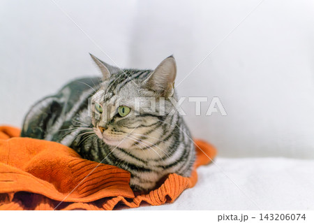 飼い主の服の上がお気に入りの猫 飼い主の服の上がお気に入りの猫 143206074
