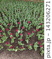 Beautiful Garden with Rows of Vibrant Red Tulips and Greenery in a Park Setting. 143206271