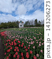 Scenic Windmill Surrounded by a Vibrant Field of Blooming Tulips on a Spring Day 143206273