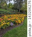 Vibrant Spring Garden with Colorful Tulips and Yellow Flowers in Bloom. 143206276