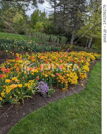 Vibrant Spring Garden with Colorful Tulips and Yellow Flowers in Bloom. Vibrant Spring Garden with Colorful Tulips and Yellow Flowers in Bloom. 143206276