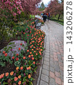 Scenic Garden Pathway Lined with Vibrant Tulips and Blossoming Trees in Spring. 143206278