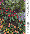 Scenic Garden Pathway Lined with Vibrant Tulips and Blossoming Trees in Spring. 143206280