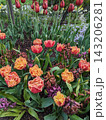 Vibrant Fringed Tulips and Withering Blooms in a Lush Spring Garden Display 143206281