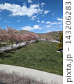 People enjoying a spring day in a park with cherry blossoms, Utah 143206283