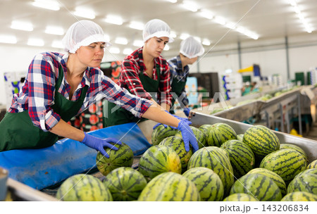 Female worker sorting watermelons in fruit factory workshop Female worker sorting watermelons in fruit factory workshop 143206834