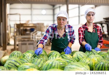 Female sorters working on watermelons sorting line in fruit processing factory Female sorters working on watermelons sorting line in fruit processing factory 143206851