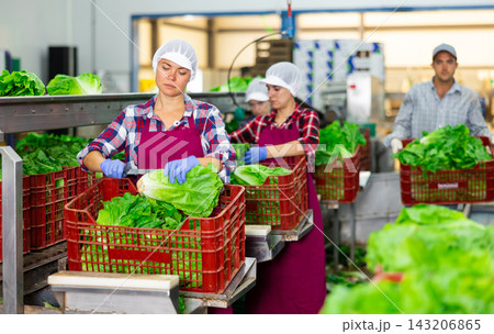 Woman worker in apron standing at conveyor in factory and sorting lettuce 143206865