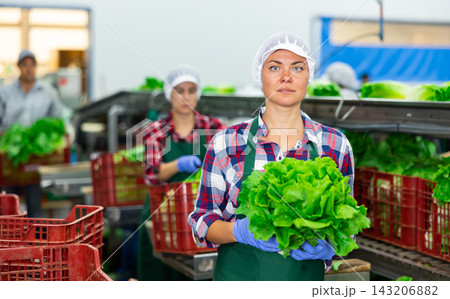 Portrait of woman vegetable factory worker with lettuce Portrait of woman vegetable factory worker with lettuce 143206882