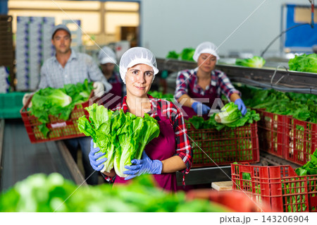 Portrait of young woman vegetable factory worker standing at conveyor and holding lettuce leaves Portrait of young woman vegetable factory worker standing at conveyor and holding lettuce leaves 143206904
