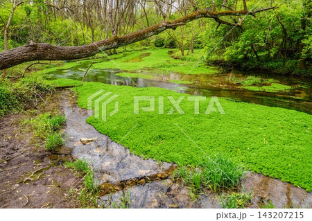 Aquatic plants in a spring-fed stream, Lexington, Kentucky 143207215