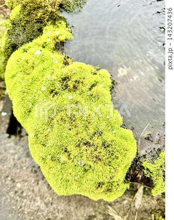 写真素材：水辺に水滴のついた苔 143207436