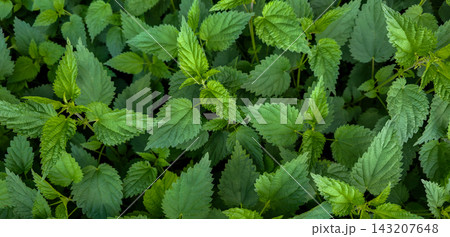 Dense patch of stinging nettle leaves filling frame, wild forest plant. Concept of herbal medicine, natural remedy, foraging, botanical texture, wild plants 143207648