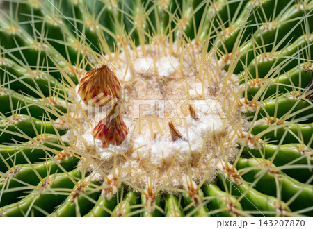 Small flowers growing on a top part of Golden barrel cactus (Echinocactus grusonii). Golden barrel cactus is popular for ornamental plant in contemporary garden designs. Small flowers growing on a top part of Golden barrel cactus (Echinocactus grusonii). Golden barrel cactus is popular for ornamental plant in contemporary garden designs. 143207870