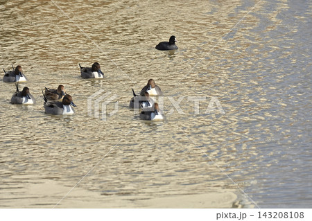 白鳥 宮城県北部 伊豆沼にて 白鳥 宮城県北部 伊豆沼にて 143208108