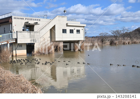 白鳥 宮城県北部 伊豆沼にて 白鳥 宮城県北部 伊豆沼にて 143208141