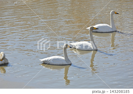 白鳥 宮城県北部 伊豆沼にて 白鳥 宮城県北部 伊豆沼にて 143208185