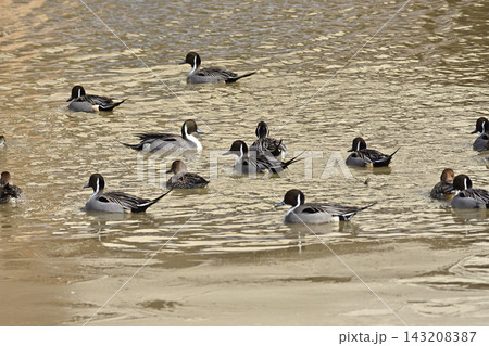 白鳥 宮城県北部 伊豆沼にて 143208387