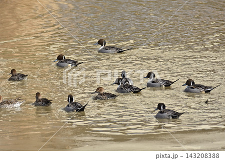 白鳥 宮城県北部 伊豆沼にて 白鳥 宮城県北部 伊豆沼にて 143208388