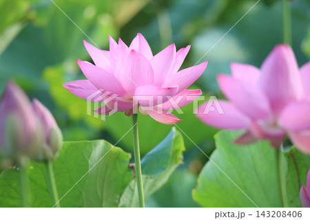 蓮の花 143208406