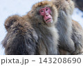 スノーモンキー～地獄谷野猿公苑～(山ノ内町-長野県) 143208690