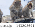 スノーモンキー～地獄谷野猿公苑～(山ノ内町-長野県) 143208691