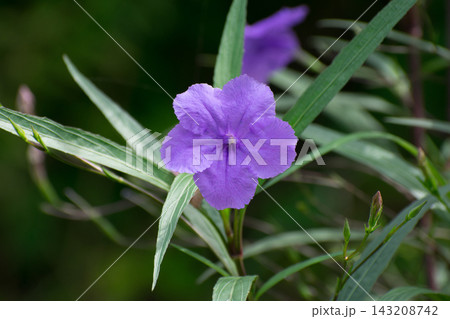 ヤナギバルイラソウの花 143208742