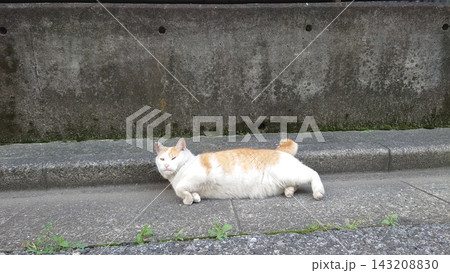 路上で愛くるしい顔で見つめてくる白茶の野良猫 143208830