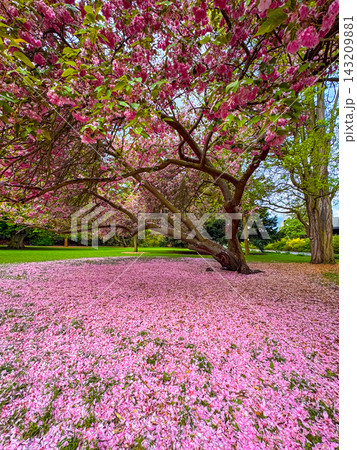 Flowering trees and pink petals of Sakura Flowering trees and pink petals of Sakura 143209881
